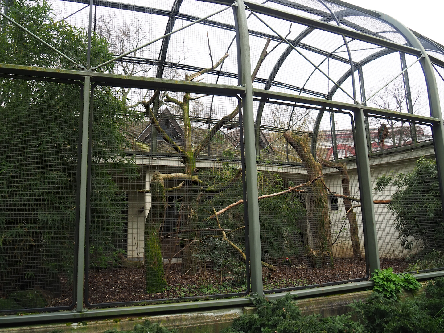 Macaw aviary, 2023-04-08