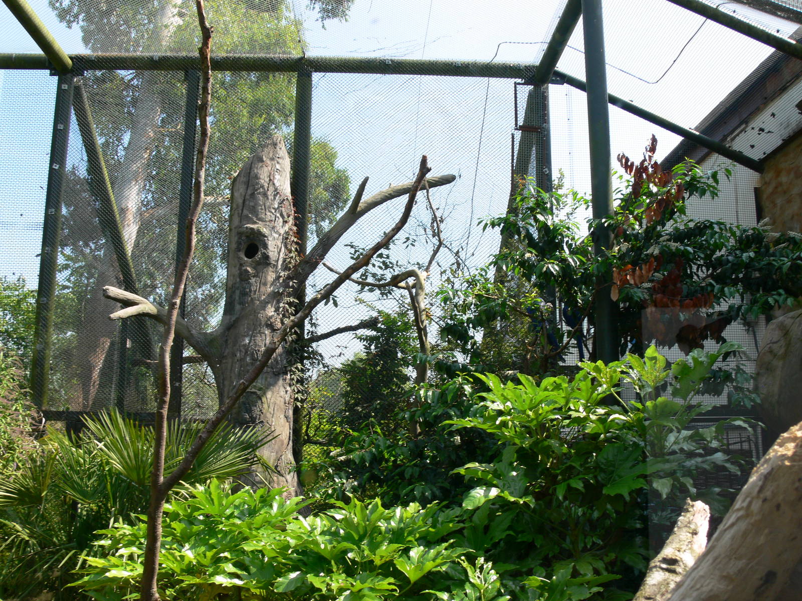 Macaw aviary at Chester Zoo, 06/07/13