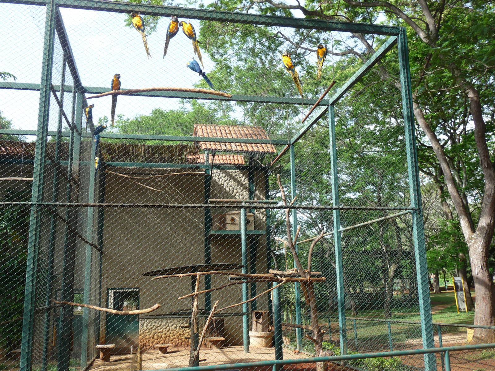 macaw aviary brasilia zoo