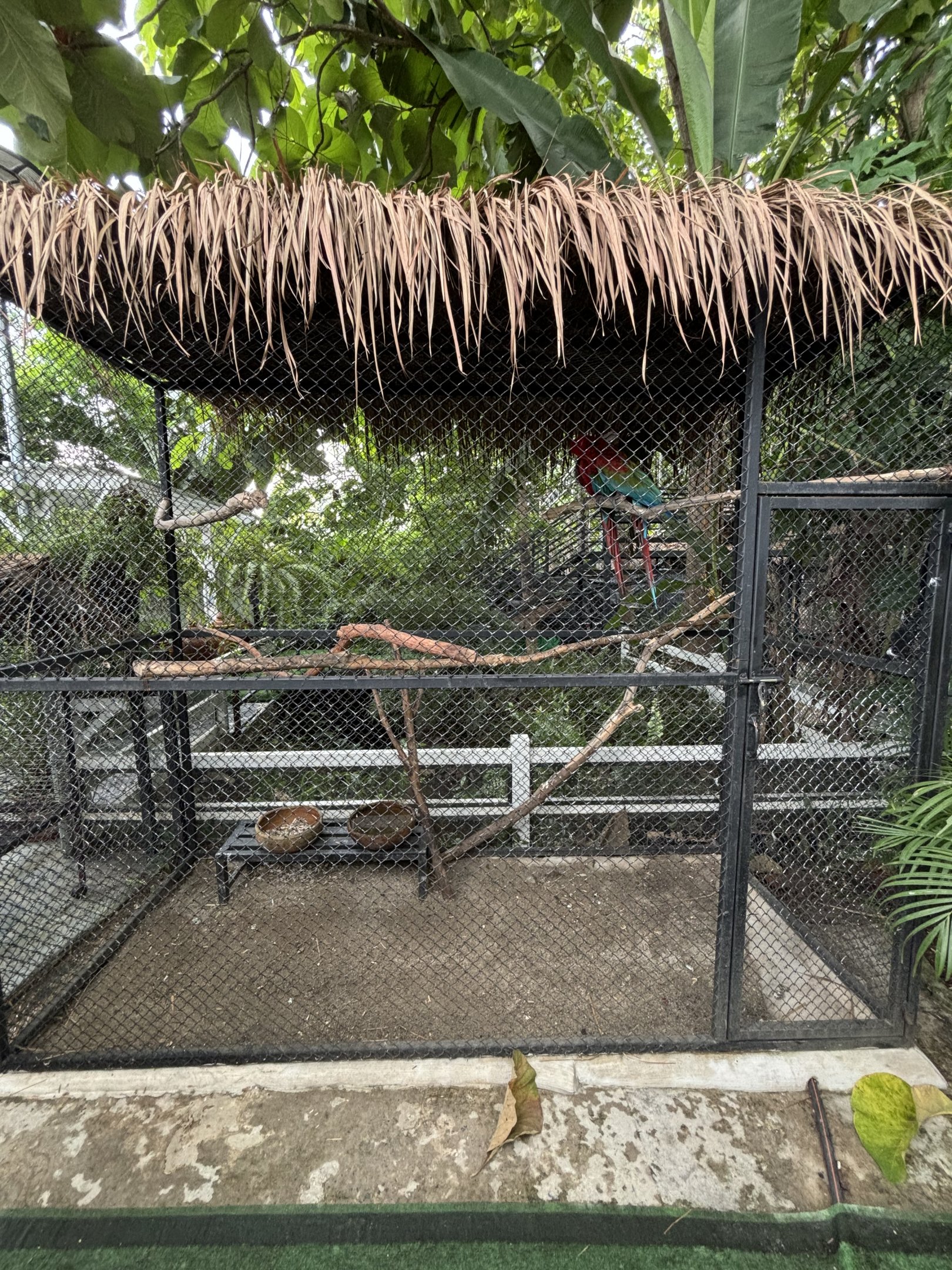 Macaw Aviary - Lanna Mini Zoo