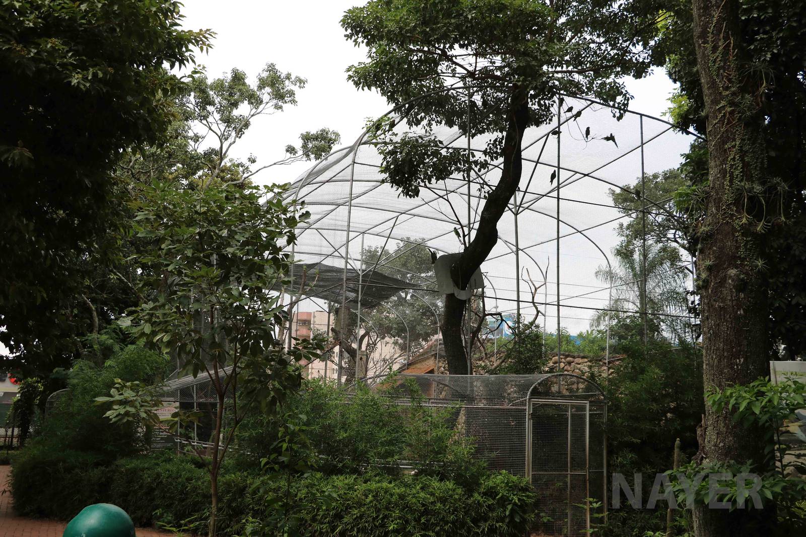 Macaw aviary, March 2016