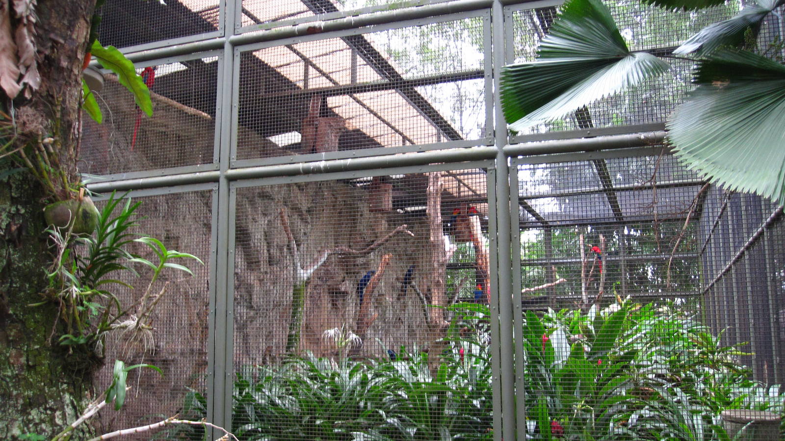 Macaw Aviary, Parrot Paradise - Jurong Bird Park