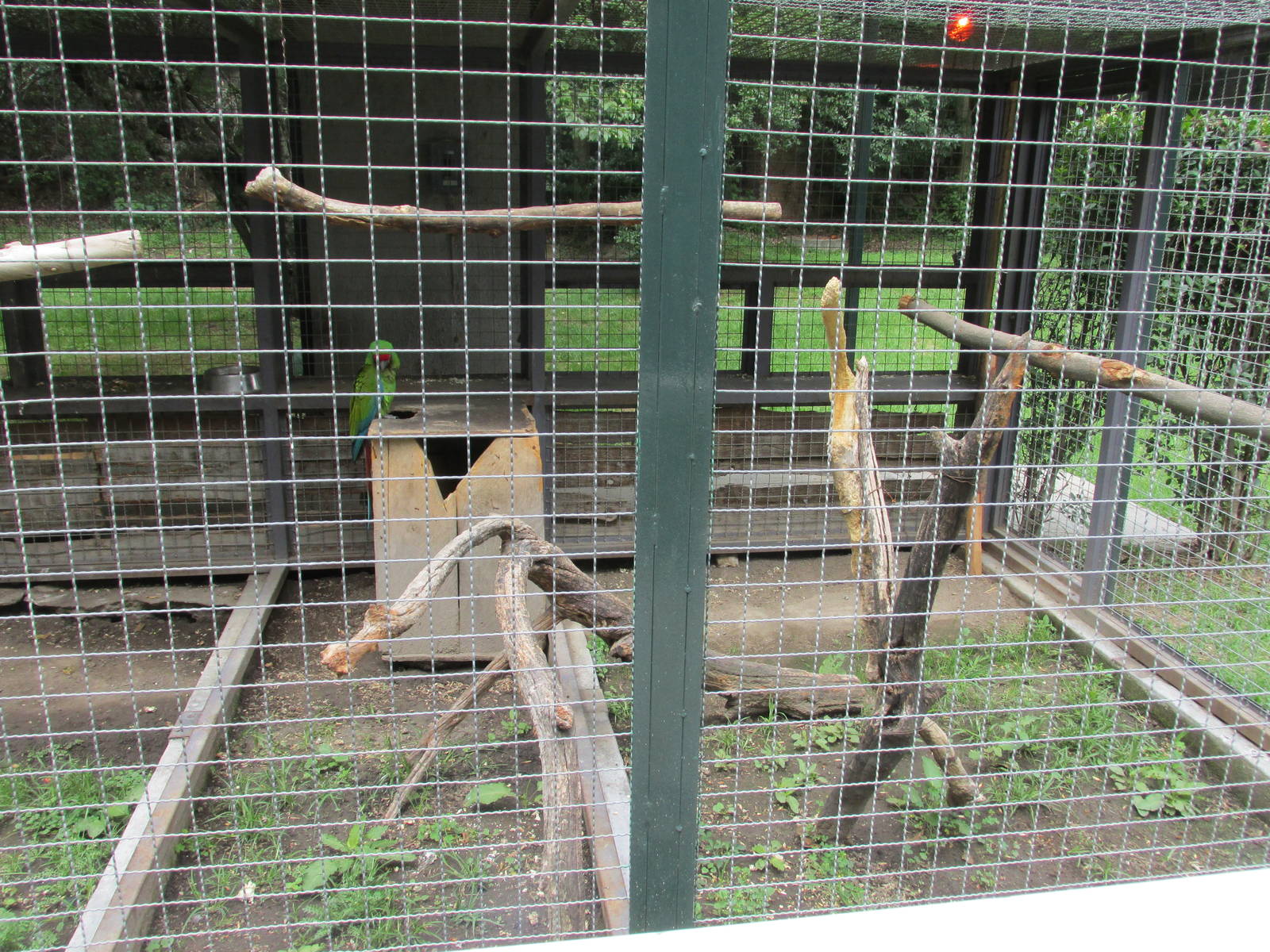 macaw aviary zoologico del altiplano
