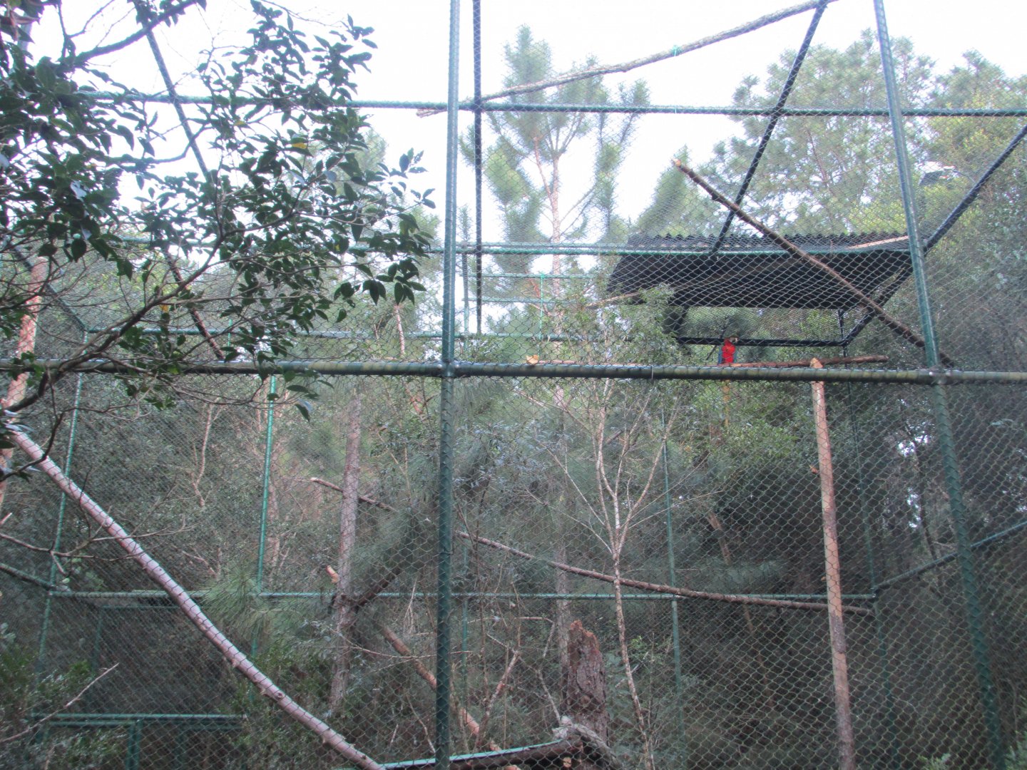 macaw aviary