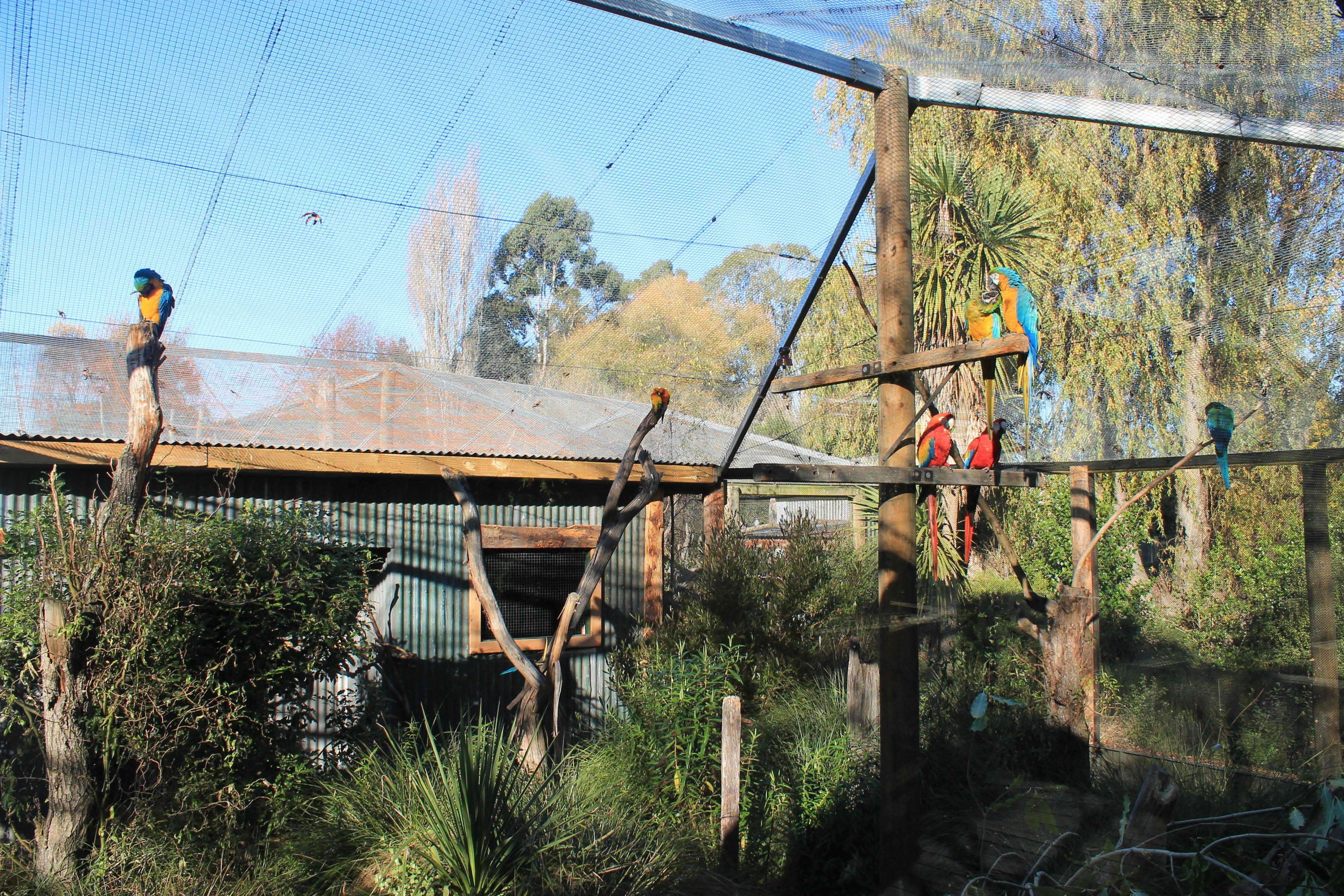 macaw aviary