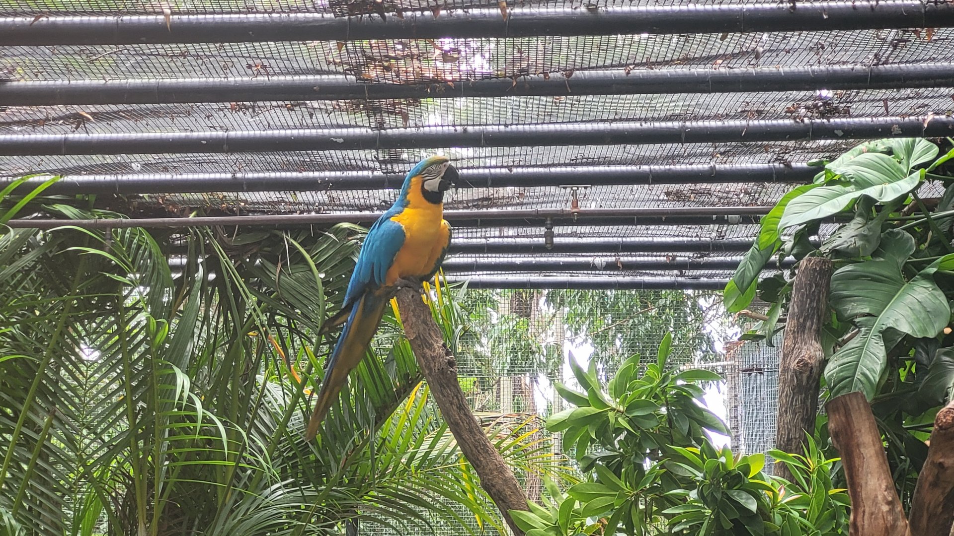Macaw aviary -