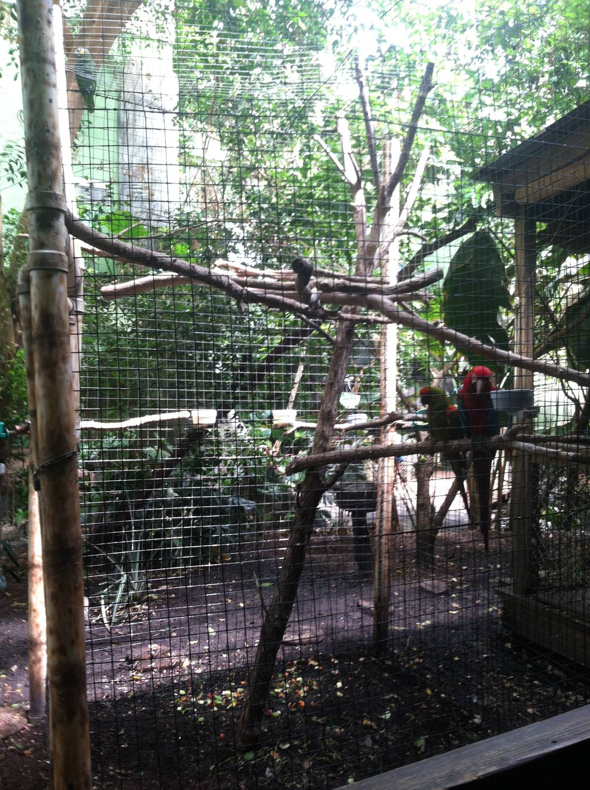 Macaw Cage