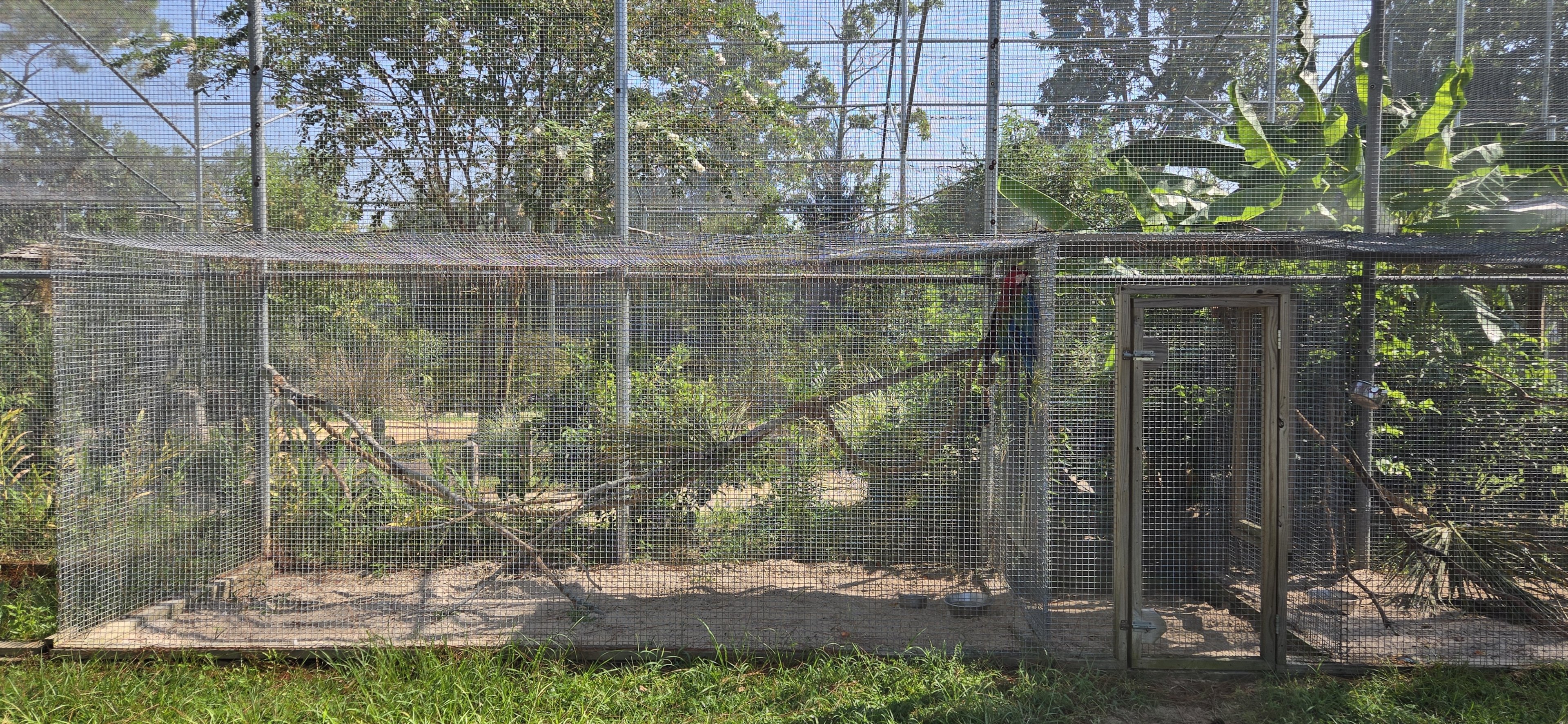 Macaw cages on exterior of walk through aviary