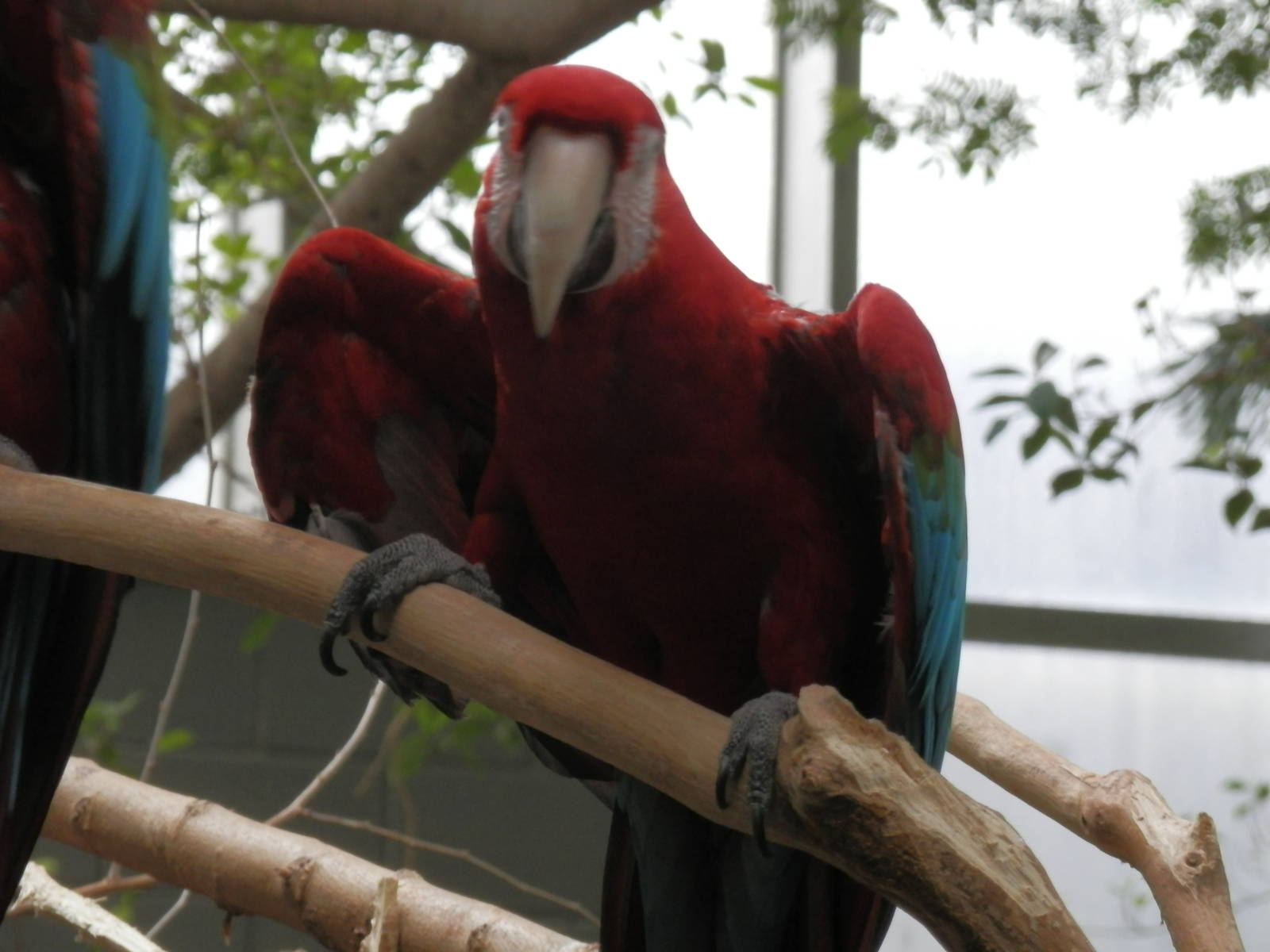 Macaw dancing
