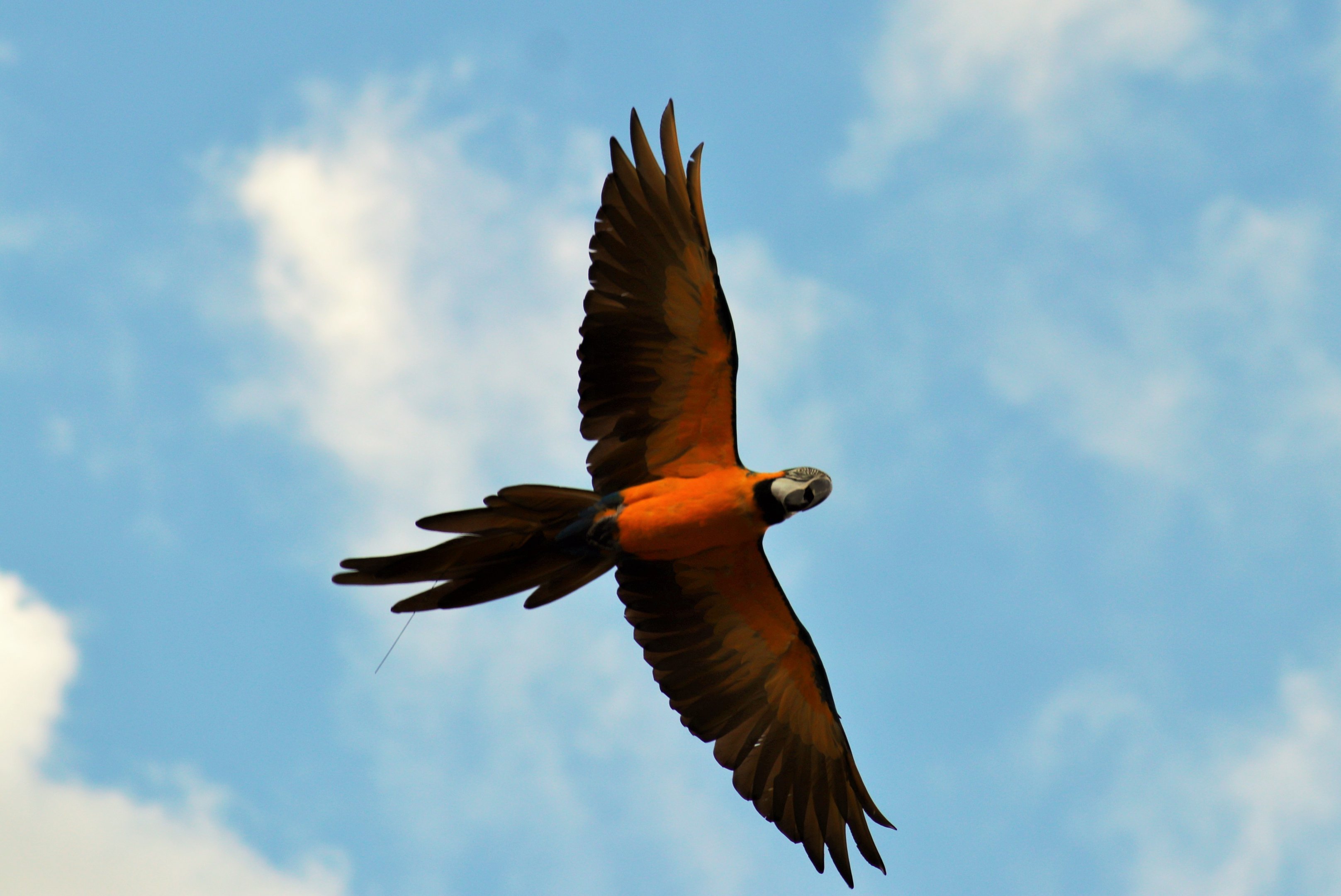 Macaw Directly Over My Head