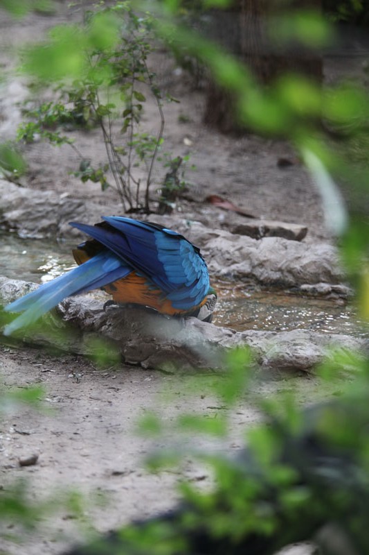 macaw drinking from stream