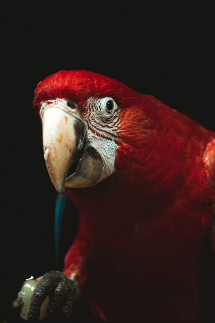 Macaw eating