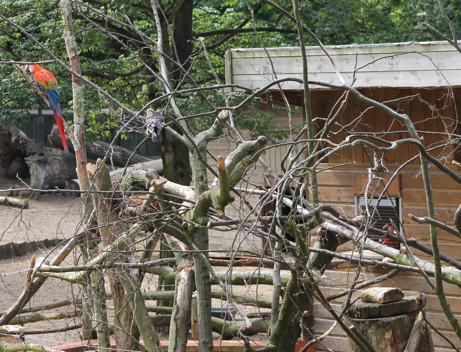 Macaw enclosure