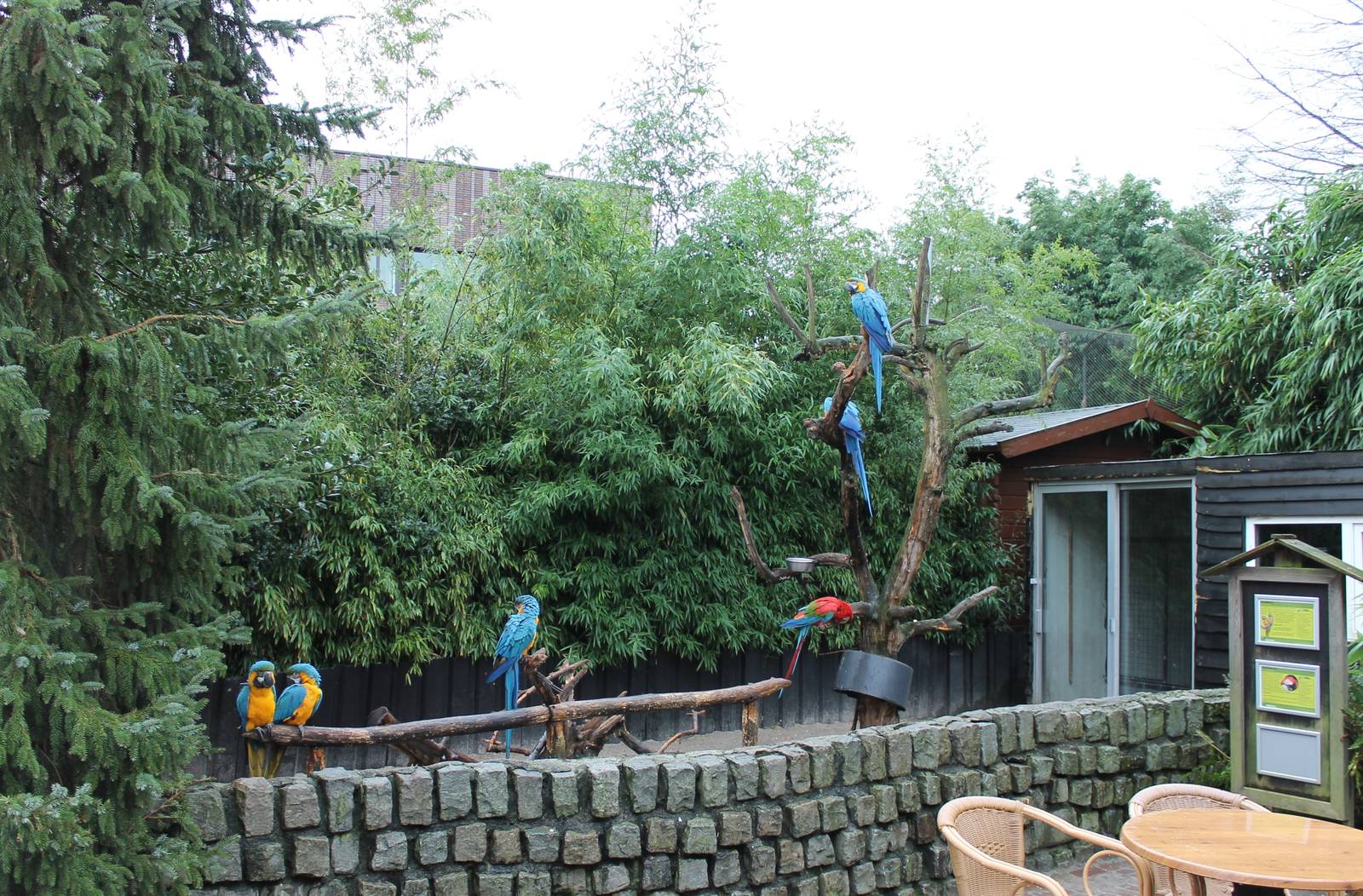 Macaw enclosure