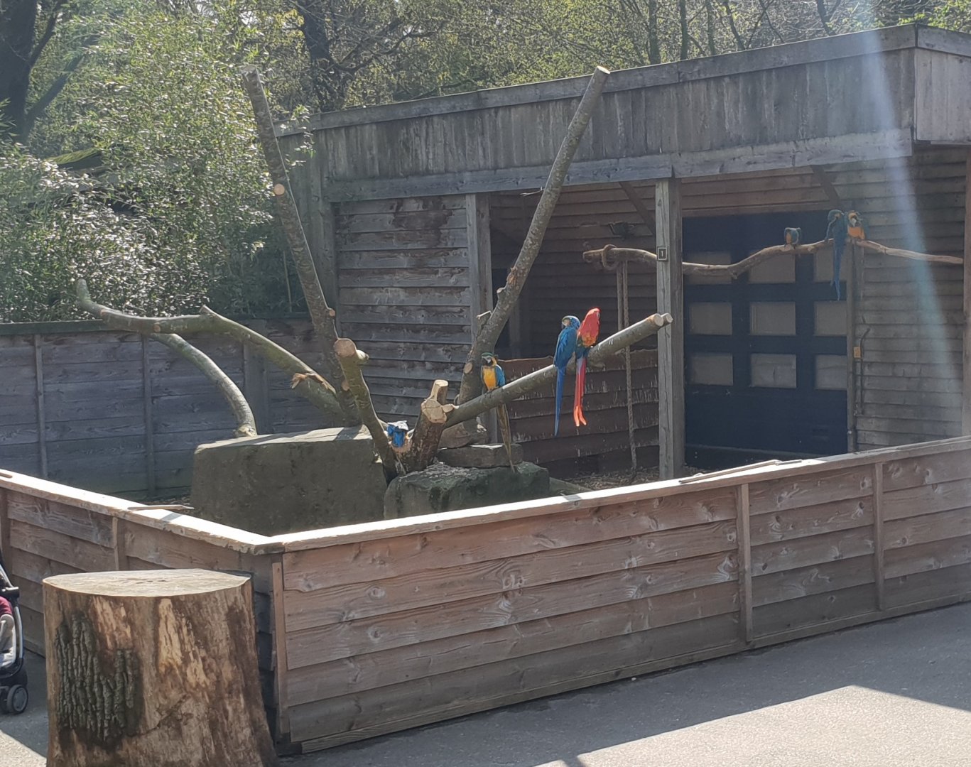 Macaw enclosure