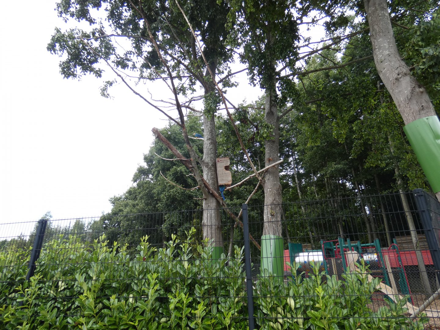 Macaw enclosure