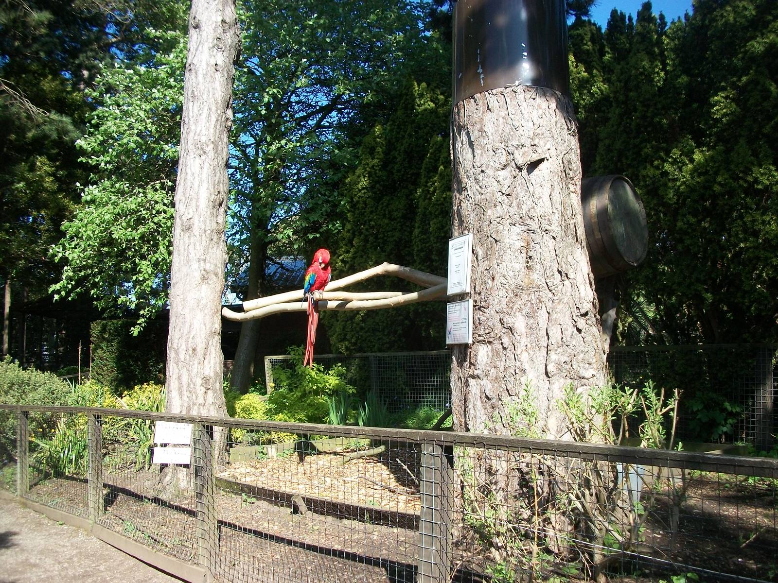 Macaw exhibit 21st May 2013