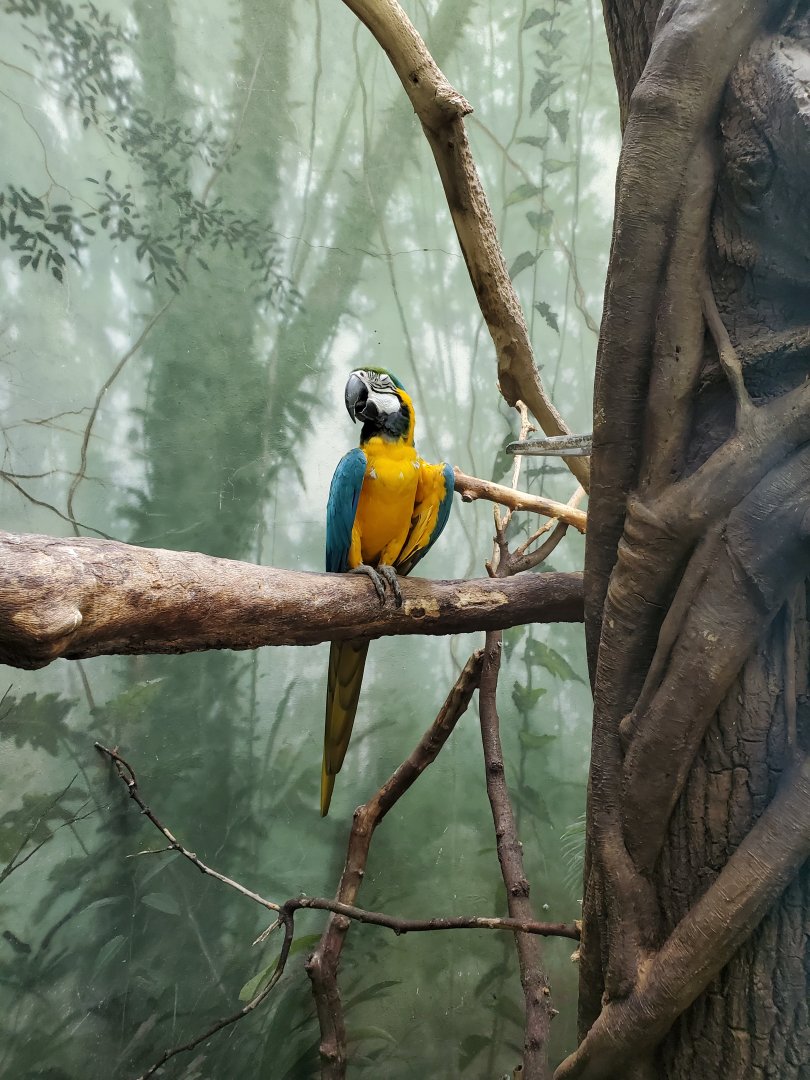 Macaw Exhibit - August 2021 (Species?)