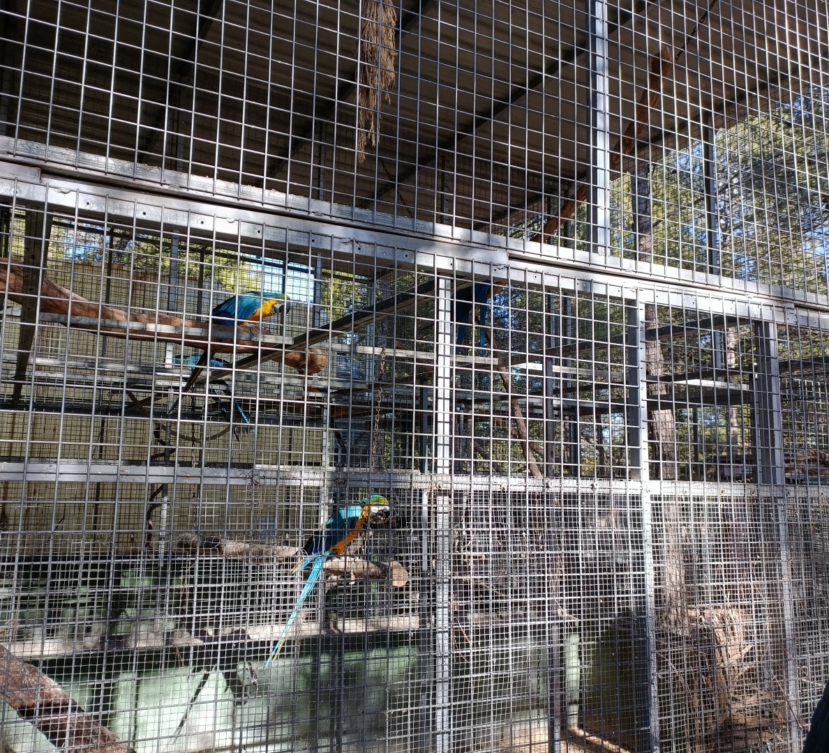 Macaw exhibit - Bioparque La Rocha