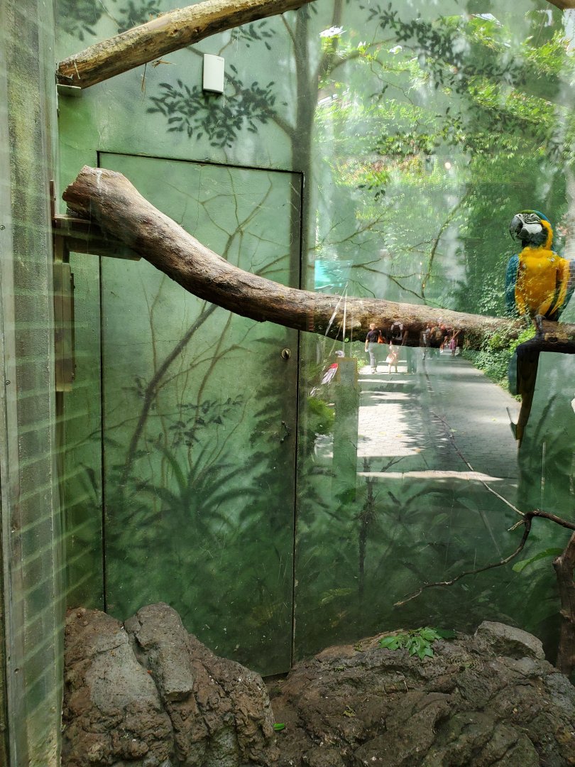 Macaw Exhibit/Hidden Door - August 2021