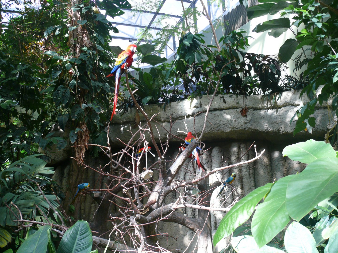 Macaw exhibit - reopening 31-08-2020