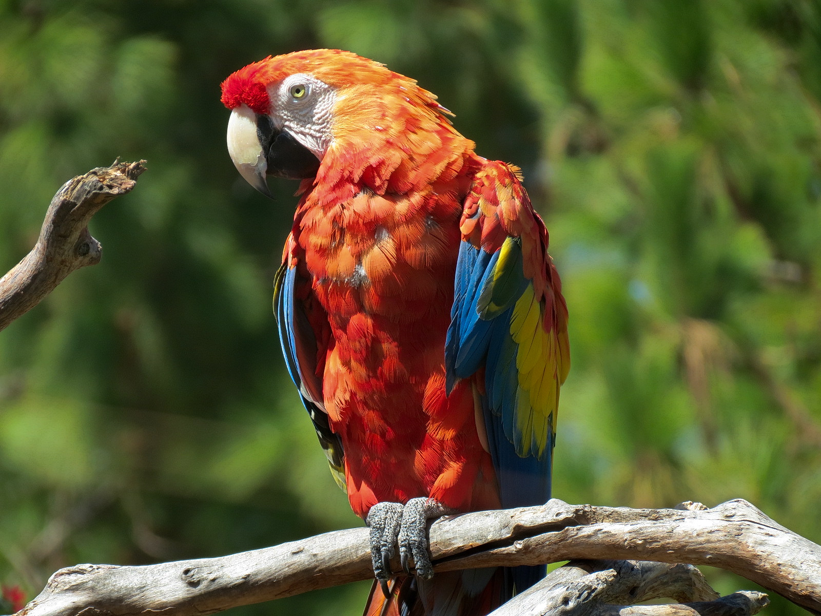 Macaw Exhibit - Scarlet Macaw