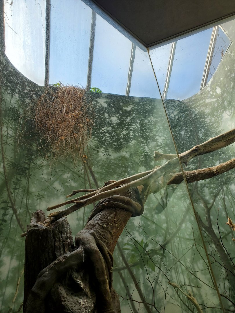 Macaw Exhibit Skylight Detail - August 2021