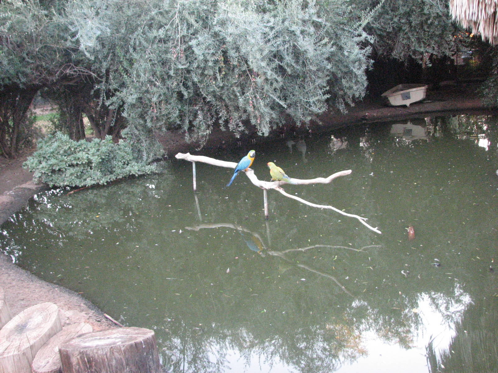 Macaw Exhibit - Wildlife World Zoo