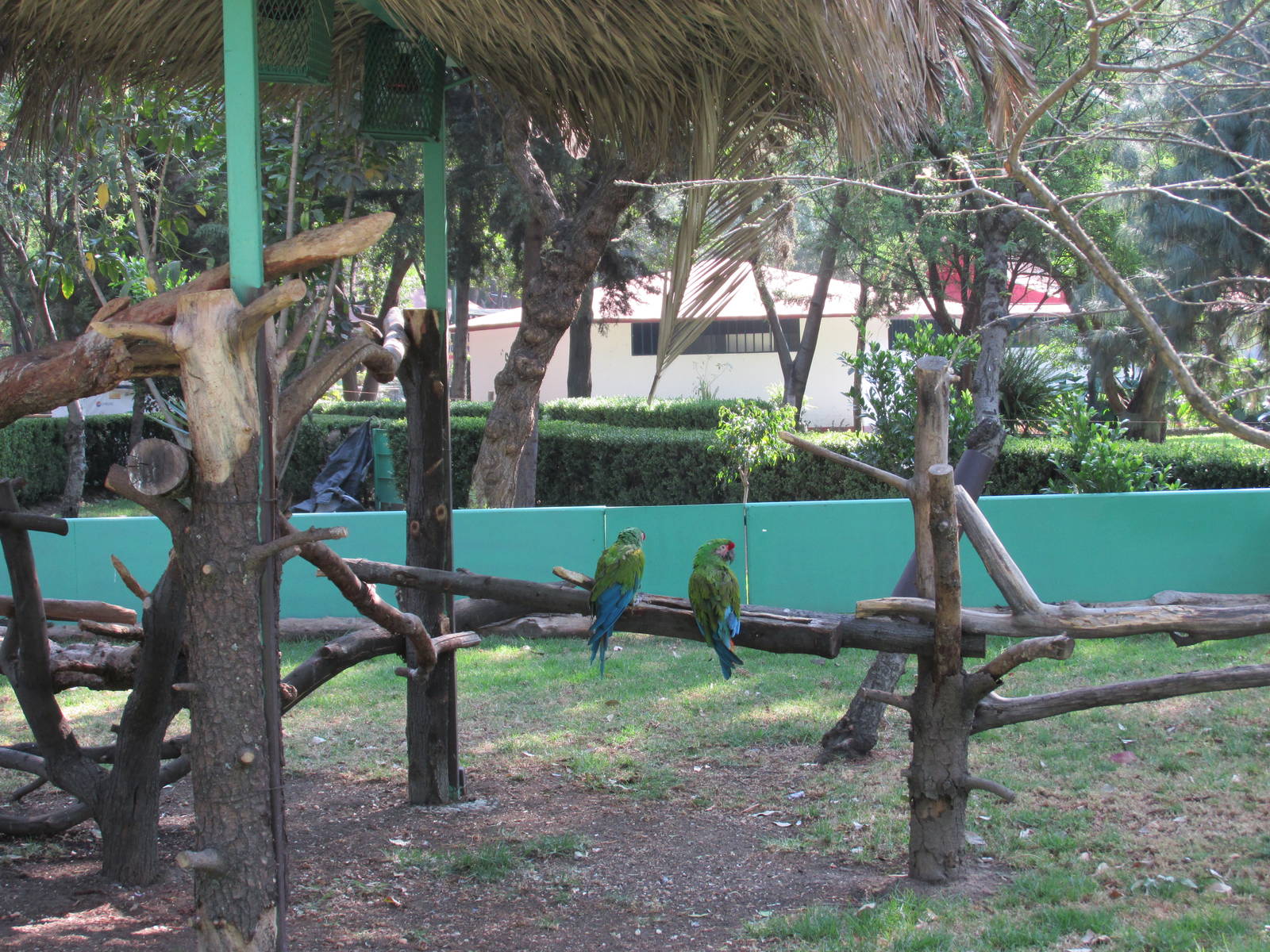 macaw exhibit zoologico los coyotes