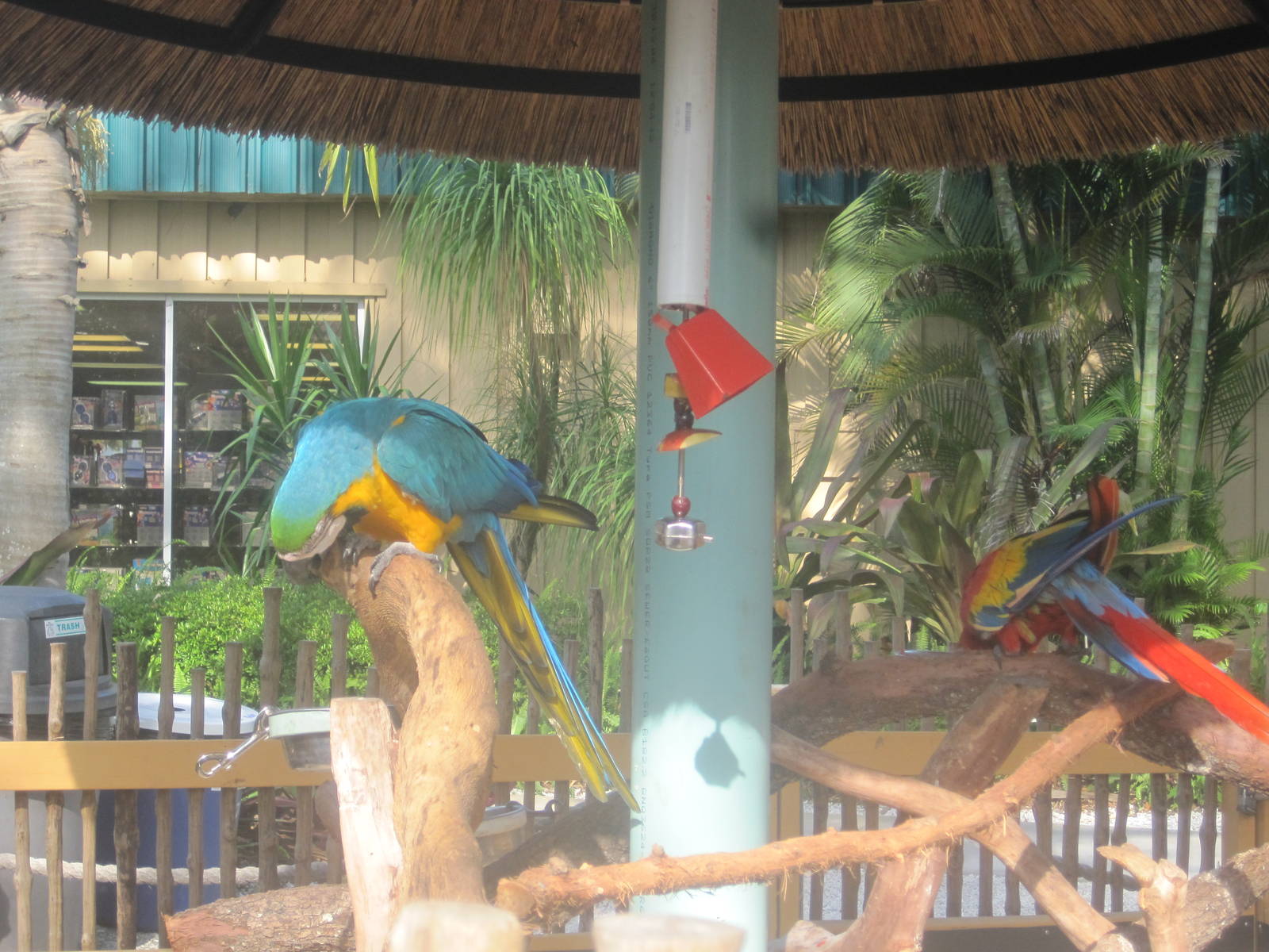 Macaw Exhibit