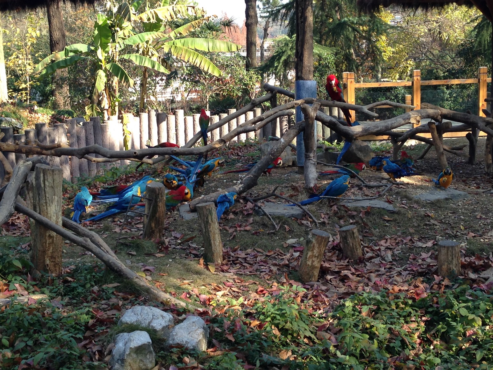 Macaw exhibit