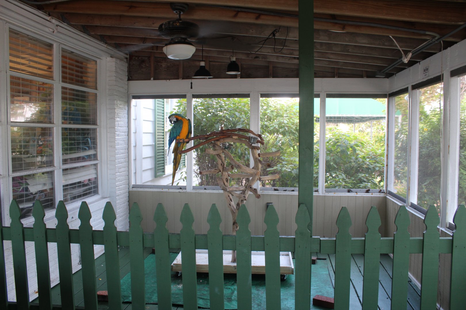 Macaw Exhibit
