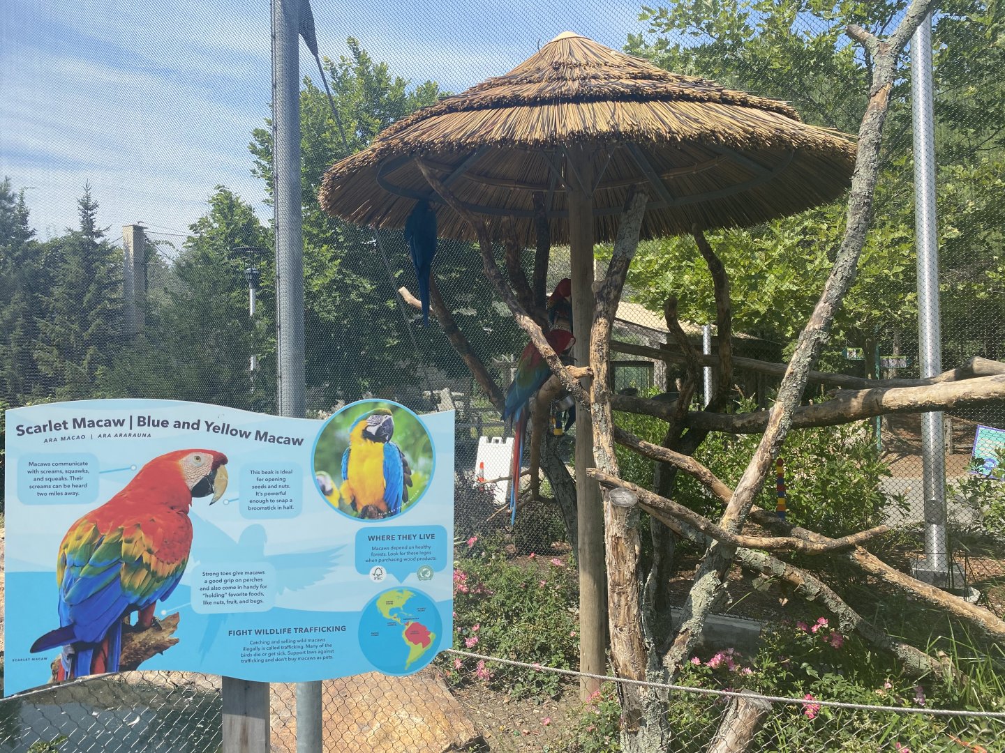 Macaw exhibit