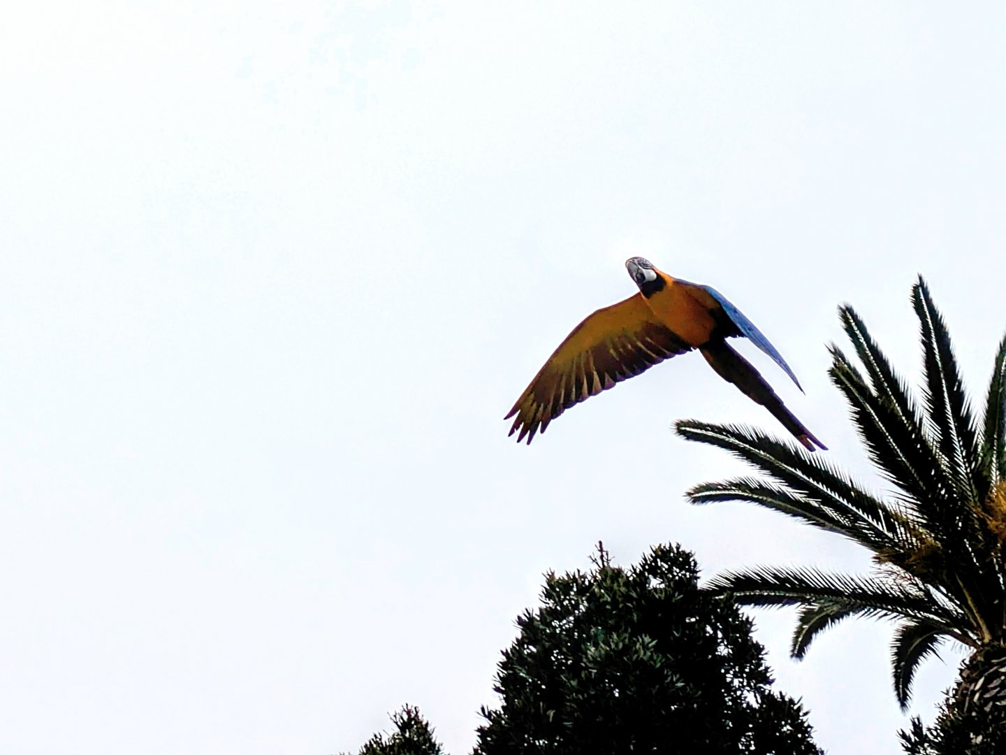 Macaw Free flight MZ, 4/7/24