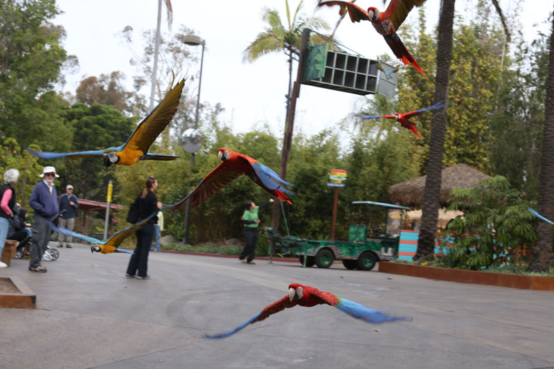 macaw free flight