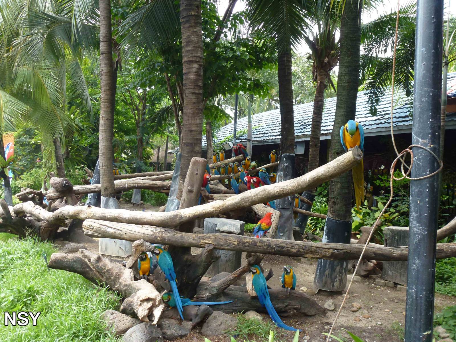 Macaw garden, June 2013.