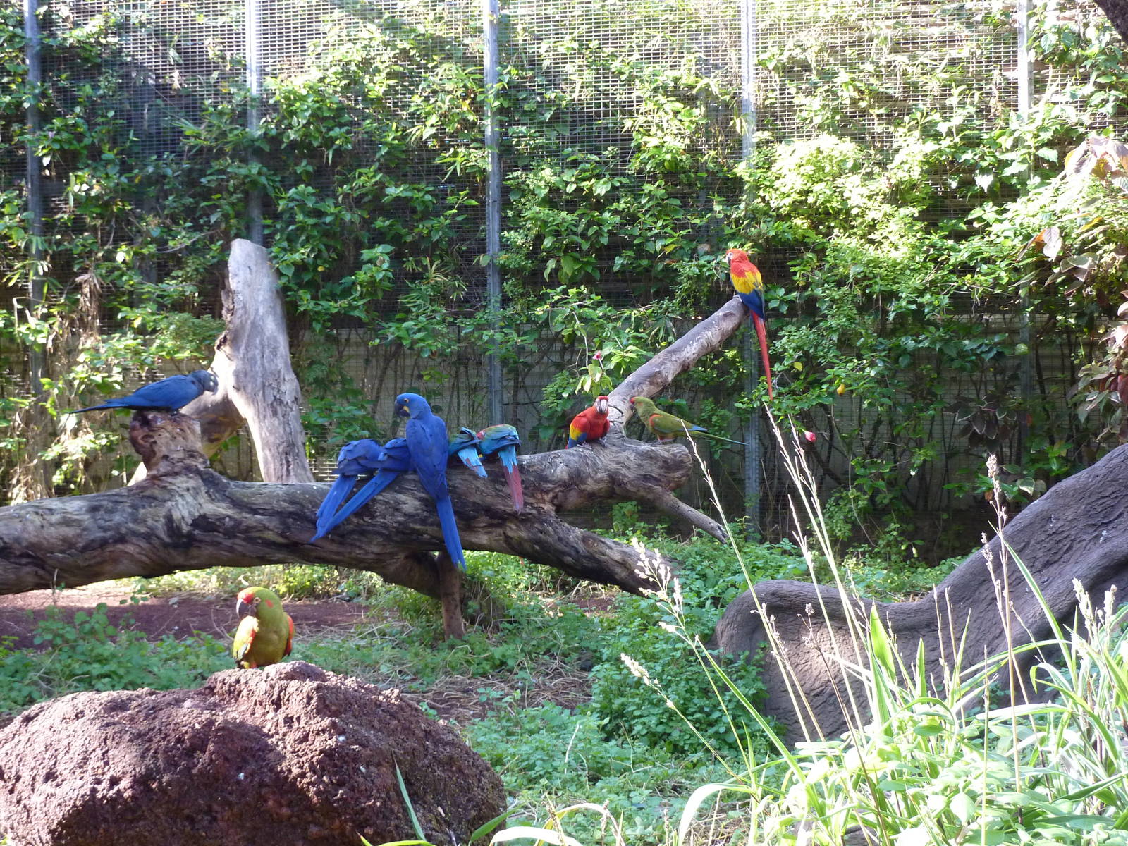 Macaw gathering, December 2012