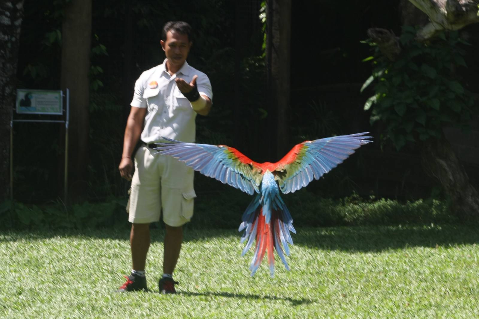 Macaw in Flight - 2015