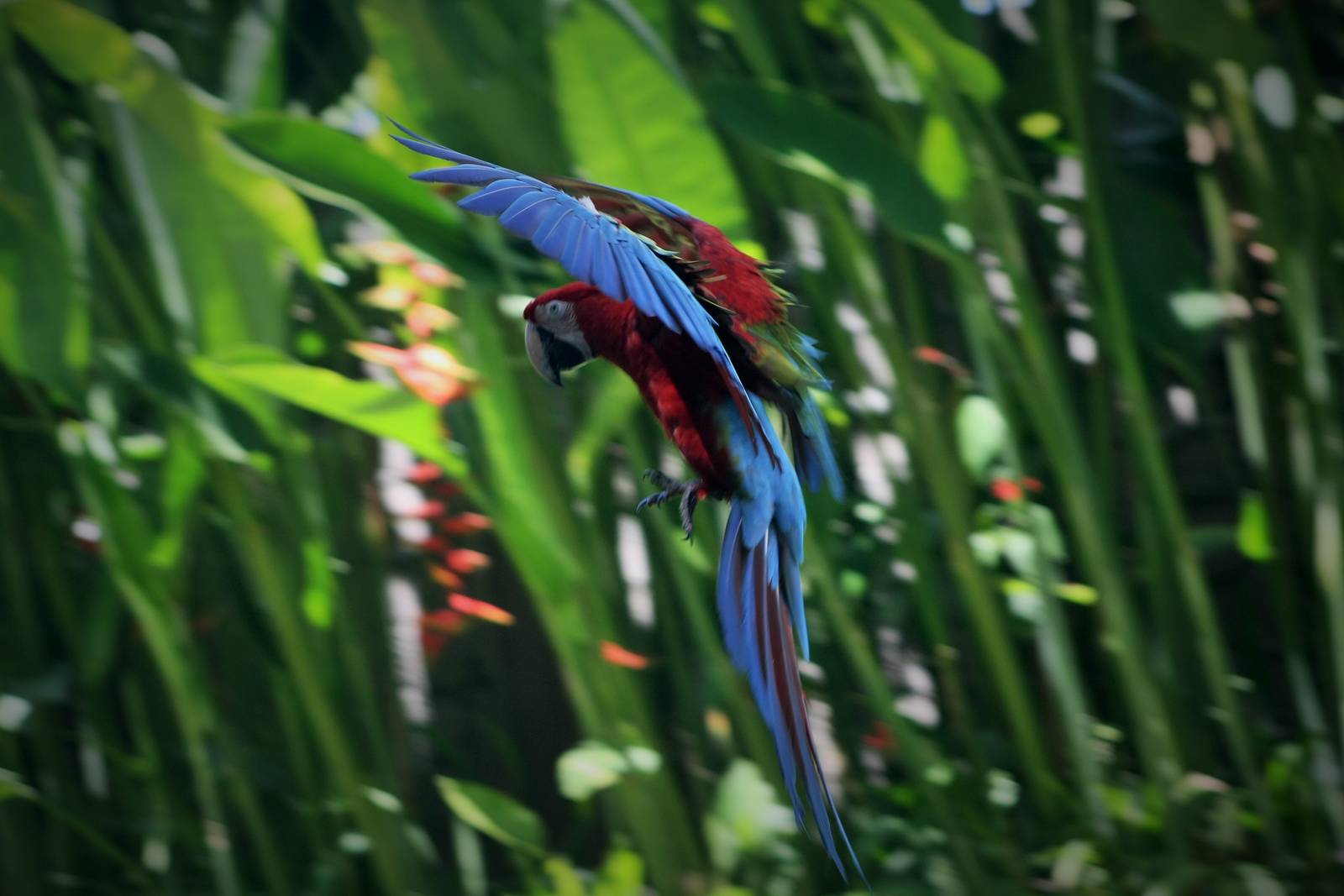 Macaw in Flight - Bird Park 2015