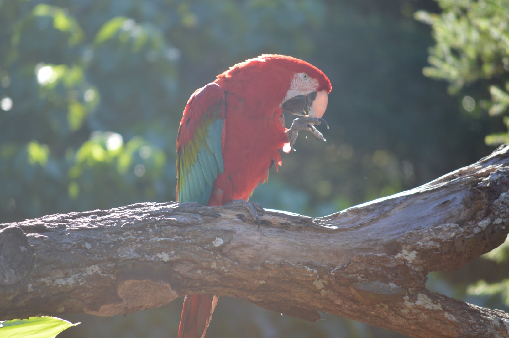 Macaw in the bird show, 2018