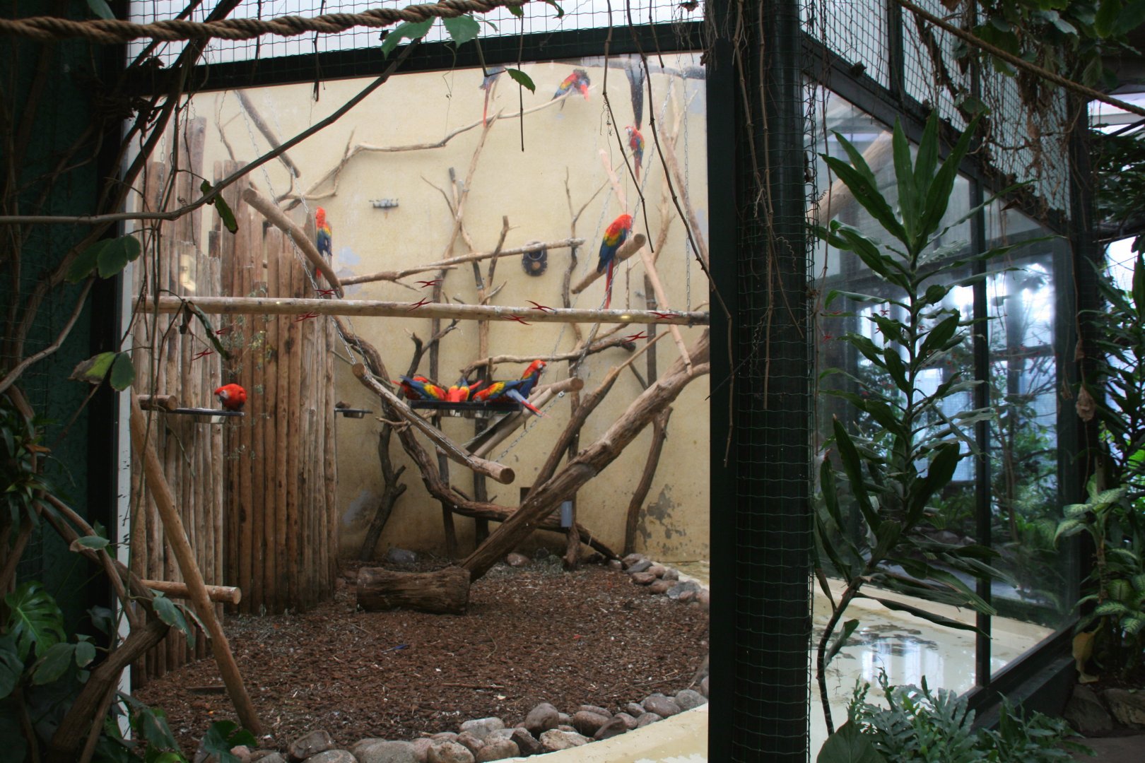 Macaw indoor enclosure