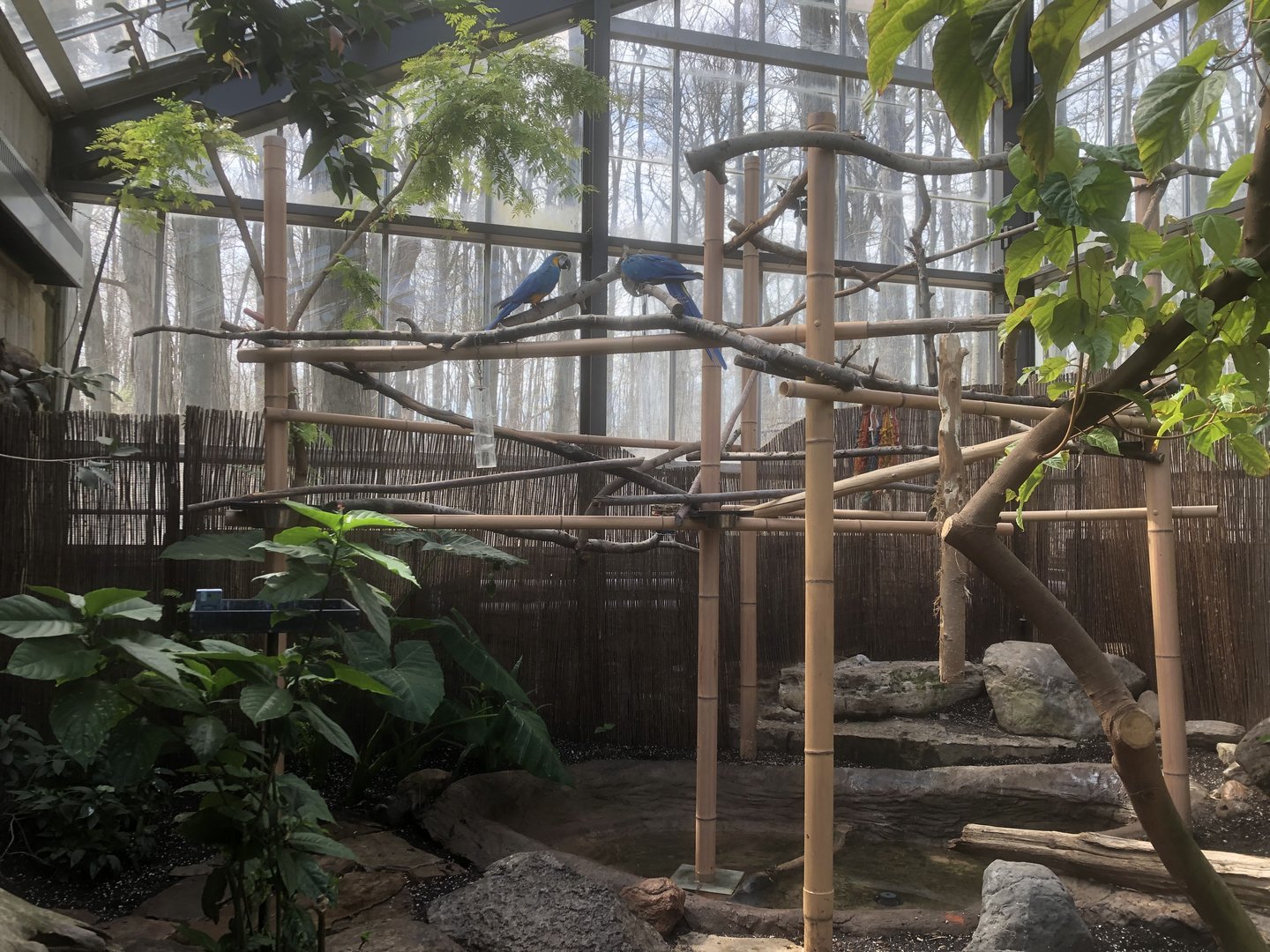 Macaw Indoor Exhibit