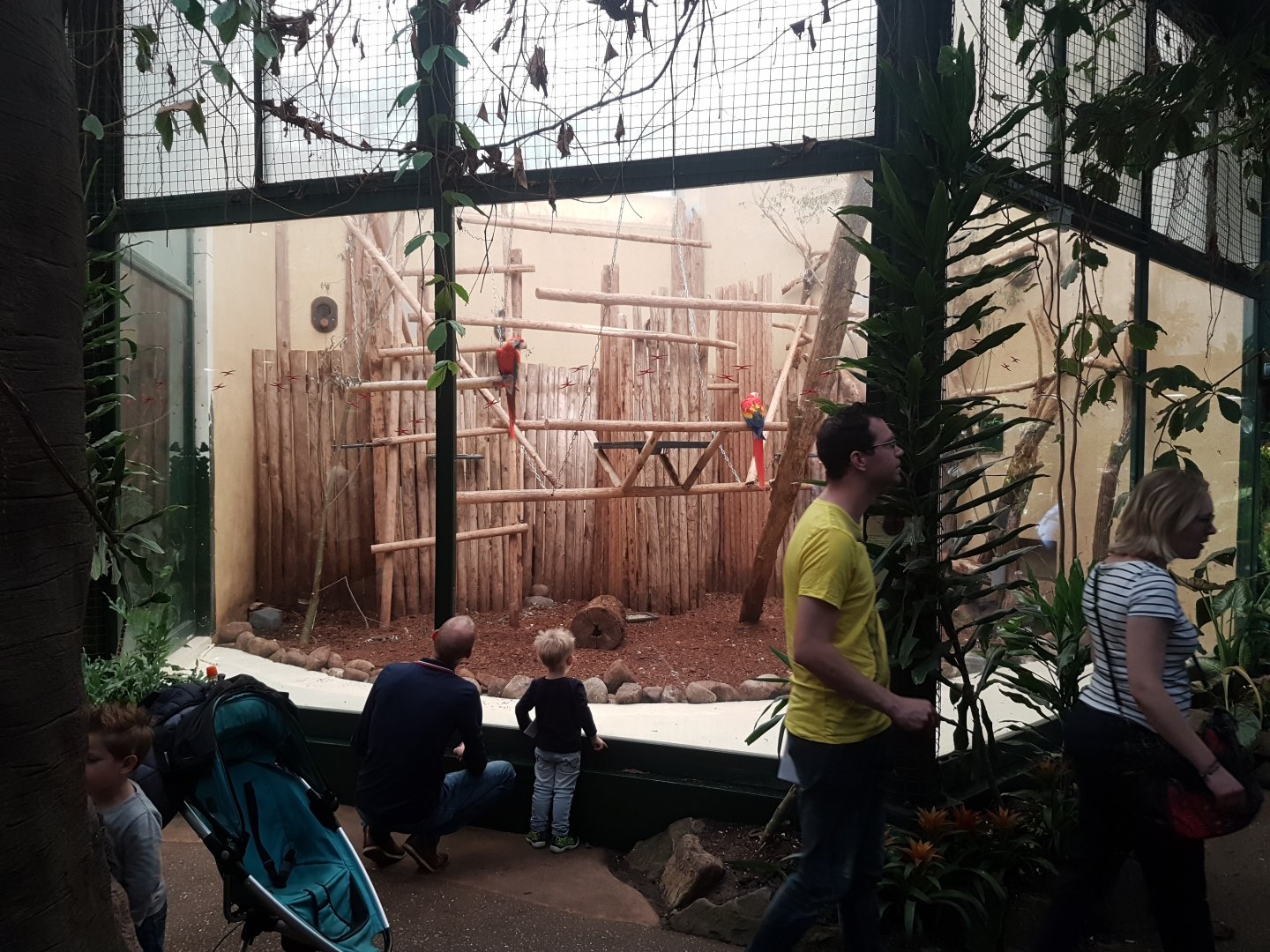 Macaw indoorenclosure