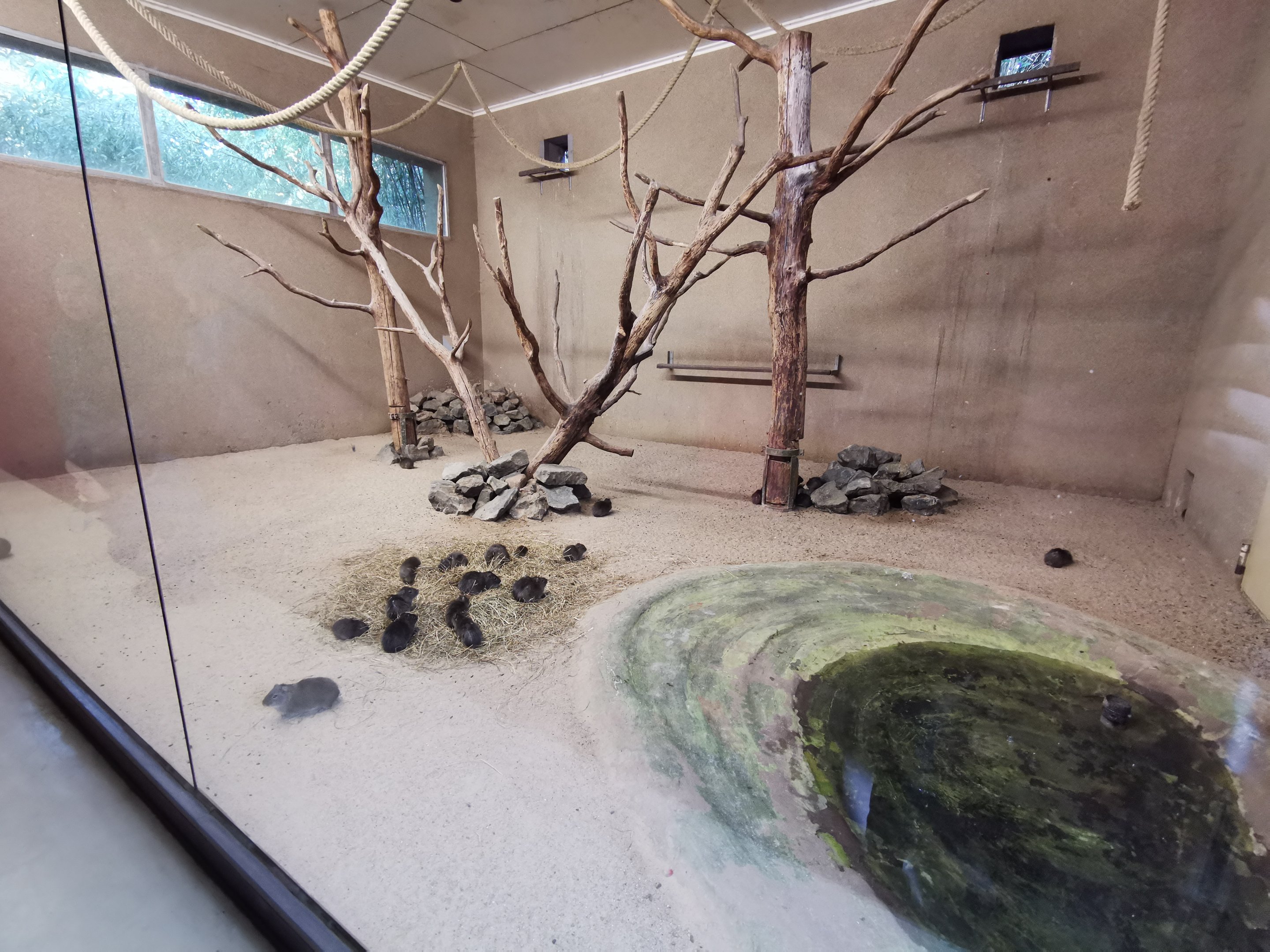 Macaw indoors - Tierpark Hagenbeck
