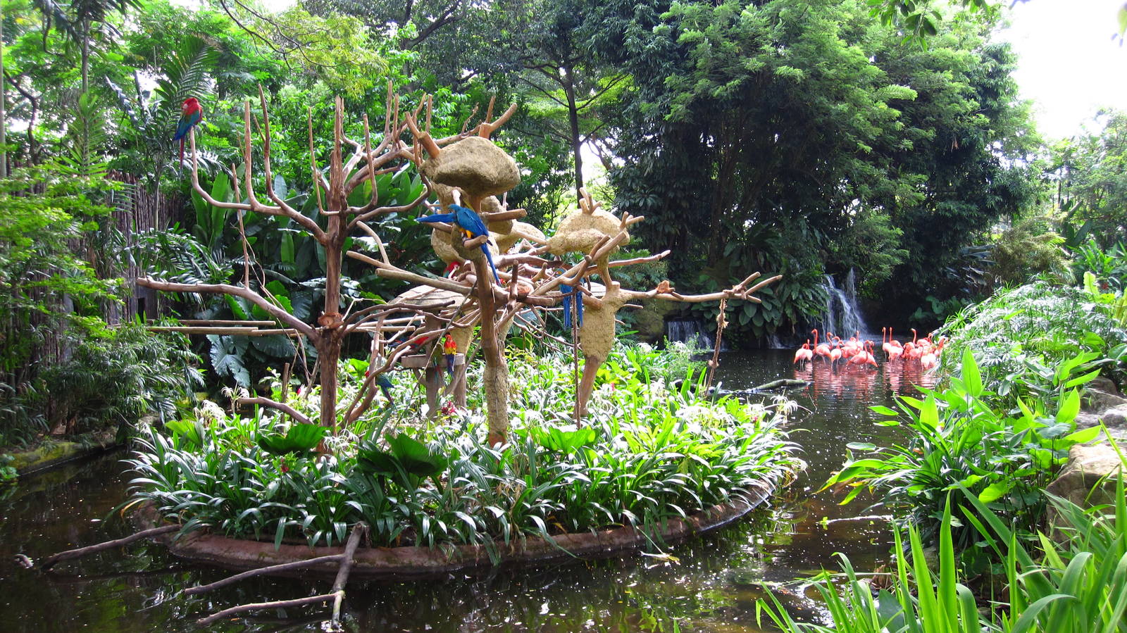 Macaw Island and Flamingo Pool - Jurong Bird Park
