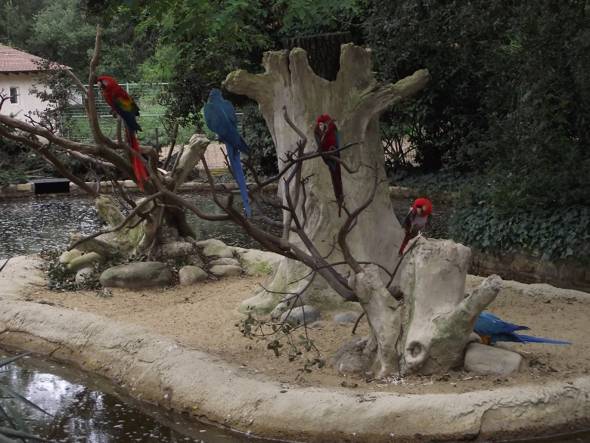 Macaw Island