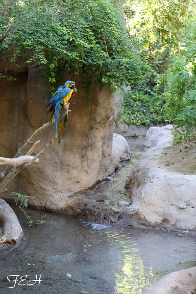 macaw island