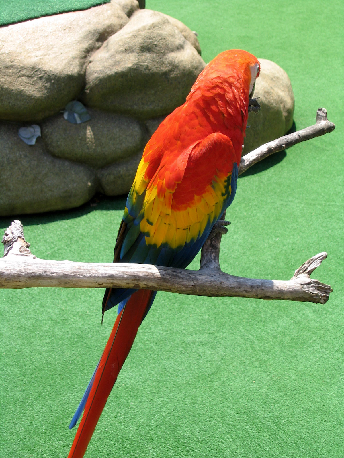 Macaw - Jul 2003