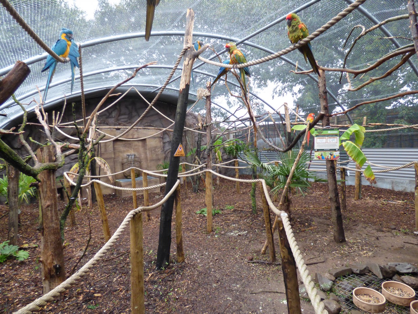 Macaw Kingdom (walk-through)