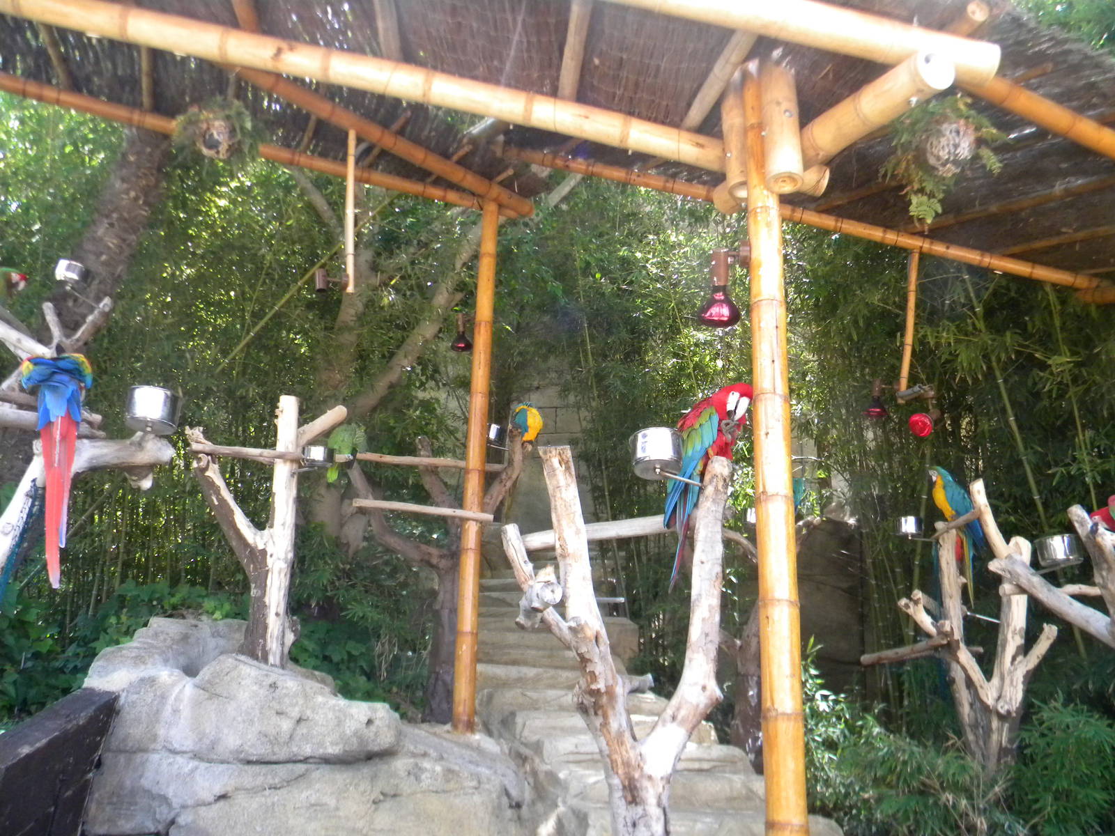 Macaw line-up at Mundo Mar 01/08/11